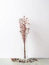 Bouquet of dried Gypsophila flowers for decoration Royalty Free Stock Photo