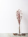 Bouquet of dried Gypsophila flowers for decoration Royalty Free Stock Photo