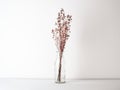 Bouquet of dried Gypsophila flowers for decoration Royalty Free Stock Photo