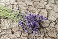 Bouquet of dried lavender flowers lying on cracked bark old tree Royalty Free Stock Photo