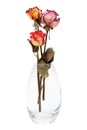 Bouquet of dried roses Royalty Free Stock Photo