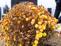 Bouquet of dried small yellow flowers in the cemetary