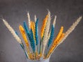 A bouquet of dried wheat flowers painted in yellow and blue colors Royalty Free Stock Photo