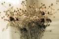 Bouquet of dried wildflowers with filter effect retro vintage style,Soft focus and blurred, Royalty Free Stock Photo