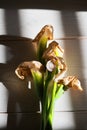 Single dead calla lily isolated at a garden in background