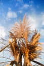 Bouquet of dry reeds, spikelets, pampas grass illuminated by the sun against the blue sky Royalty Free Stock Photo