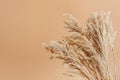 Bouquet of dry wheat and grasses in a vase with warm light and shadows Royalty Free Stock Photo