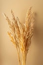 Bouquet of dry wheat and grasses in a vase with warm light and shadows Royalty Free Stock Photo