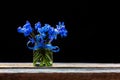 A bouquet of early spring blue flowers bluebell.in a glass jar with a blue bow on the table on a black background closeup