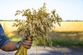 bouquet of ears of ripe oats in the hand Royalty Free Stock Photo