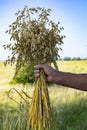 bouquet of ears of ripe oats in the hand Royalty Free Stock Photo