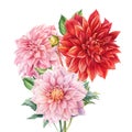 Bouquet of elegant dahlia flowers on isolated white background, watercolor botanical painting, flora design Royalty Free Stock Photo