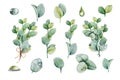 Bouquet with eucalyptus sprigs and dew drops. Hand watercolor illustration isolated on white background. Design for wedding