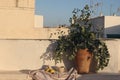 Bouquet of eucalyptus tree branches. Vintage clay pot, vase. Cup of coffee. Beige old wall in sunset light. Fresh yellow