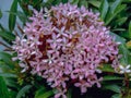 Bouquet of exotic pink ixora flowers Royalty Free Stock Photo