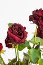 Bouquet of faded dying red roses in a vase isolated on white background Royalty Free Stock Photo