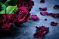 Bouquet of faded red roses with dead petals on the floor