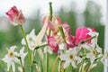 Bouquet of faded spring flowers, tulips and white daffodils dried up Royalty Free Stock Photo