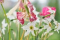 Bouquet of faded spring flowers, tulips and white daffodils dried up