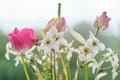 Bouquet of faded spring flowers, tulips and white daffodils dried up Royalty Free Stock Photo
