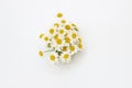 Bouquet of Feverfew in a white background