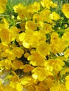 Bouquet of field buttercups flowers