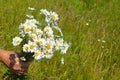 A bouquet white wild camomiles against the background of the blue sky. Royalty Free Stock Photo