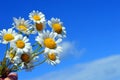 A bouquet white wild camomiles against the background of the blue sky. Royalty Free Stock Photo