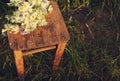 Bouquet of field camomiles on an old wooden chair. Royalty Free Stock Photo