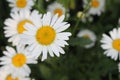 ÃÂ bouquet of field chamomiles Royalty Free Stock Photo