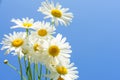 Bouquet of field daisies against the blue sky