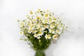 Bouquet of field daisies in a vase on a white background. Royalty Free Stock Photo