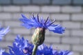 Beautiful summer flowers make observers happy on a sunny day