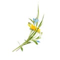 Bouquet of the field wild flowers Royalty Free Stock Photo