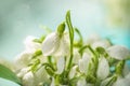 Bouquet of the first spring flowers of snowdrops in drops of dew close-up. Royalty Free Stock Photo
