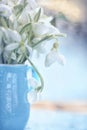 Bouquet of the first spring flowers of snowdrops in drops of dew close-up. Soft artistic selective focus. Royalty Free Stock Photo