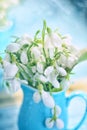 Bouquet of the first spring flowers of snowdrops in drops of dew close-up. Soft artistic selective focus. Royalty Free Stock Photo