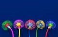 Bouquet of five flowers of blossoming dandelions of unusual colorful colors. Bright multi-colored abstract dandelions on a blue