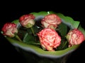 Bouquet of five fresh light roses in a transparent package