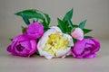 Bouquet with five pink and white peony (Paeonia Officinalis)