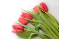 Bouquet of five red tulips on a white background with leaves, bottom view