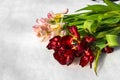 A bouquet of flabby pink and red tulips lies in the snow. Royalty Free Stock Photo