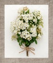 Bouquet, flower arrangement of white small flowers on a white background with a brown frame Royalty Free Stock Photo