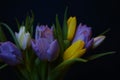 tulips flowers bouquet close-up black background spring multicolors