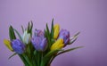 bouquet flower tulip pink background spring multicolors