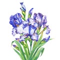 The bouquet flowering blue and violet Iris with bud. Royalty Free Stock Photo