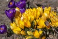 Bouquet of flowering crocus vernus bright golden yellow plants, group of colorful early spring flowers in bloom Royalty Free Stock Photo