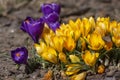 Bouquet of flowering crocus vernus bright golden yellow plants, group of colorful early spring flowers in bloom Royalty Free Stock Photo