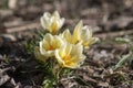 Bouquet of flowering crocus vernus light yellow white violet plants, group of colorful early spring flowers in bloom Royalty Free Stock Photo