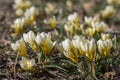 Bouquet of flowering crocus vernus light yellow white violet plants, group of colorful early spring flowers in bloom Royalty Free Stock Photo